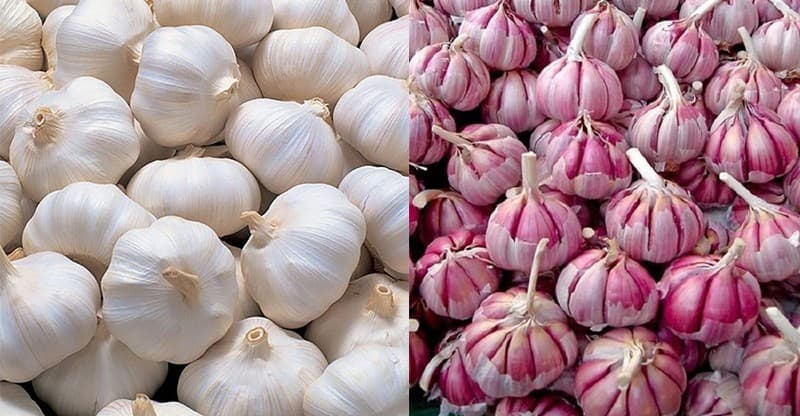 Egyptian garlics.jpg